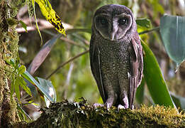 Greater Sooty Owl