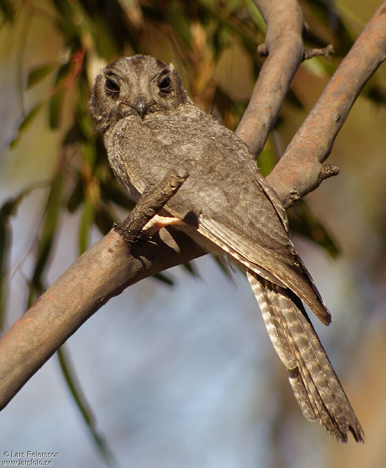 Australian Owlet-nightjar