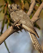 Australian Owlet-nightjar