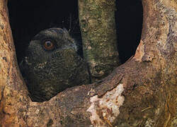 Barred Owlet-nightjar