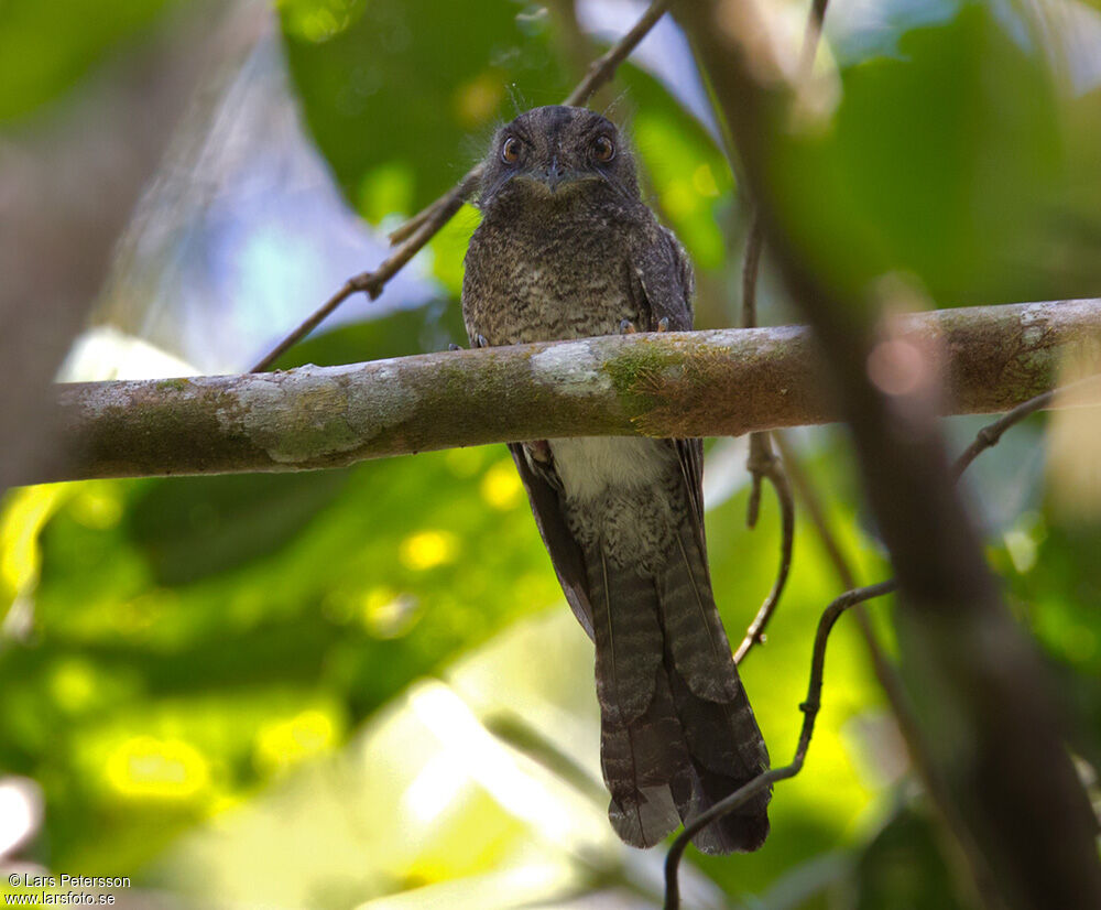 Barred Owlet-nightjar