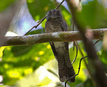 Barred Owlet-nightjar