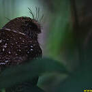 Égothèle montagnard