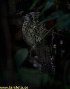 Mountain Owlet-nightjar