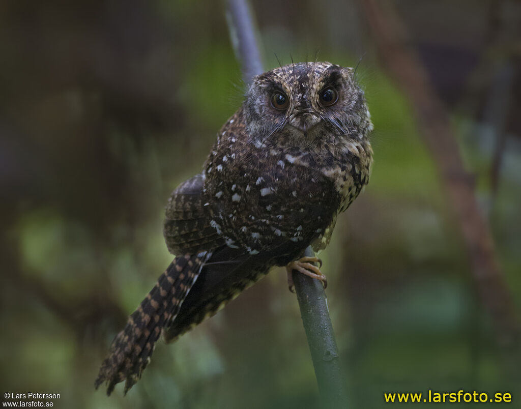 Mountain Owlet-nightjar