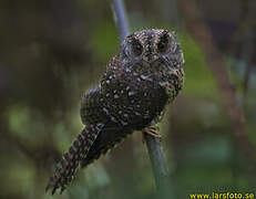 Mountain Owlet-nightjar