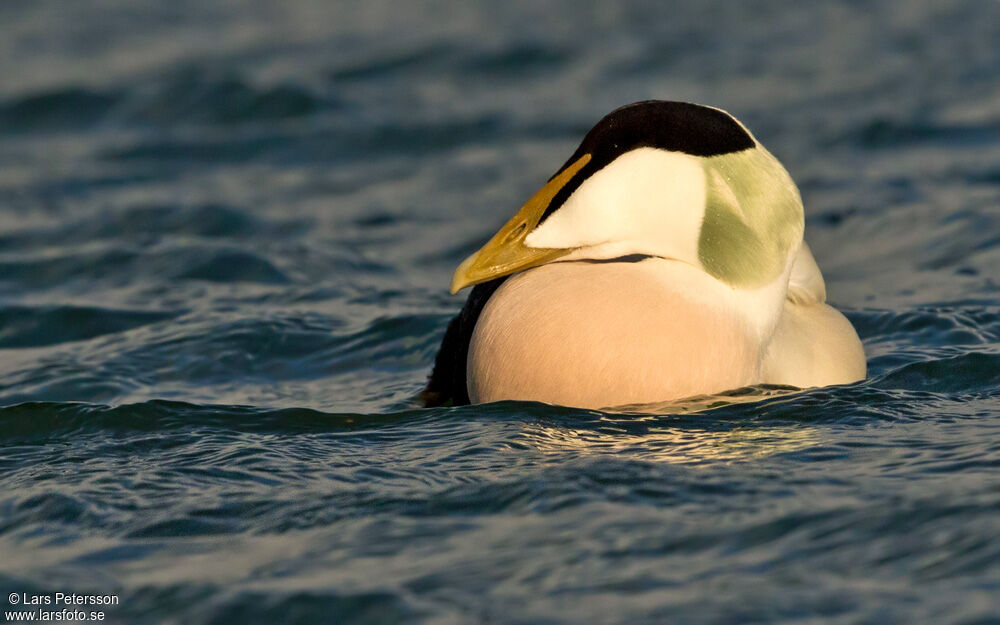 Common Eider