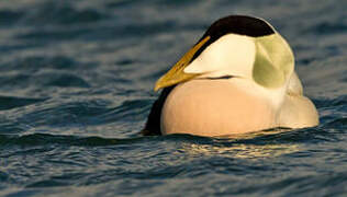 Common Eider