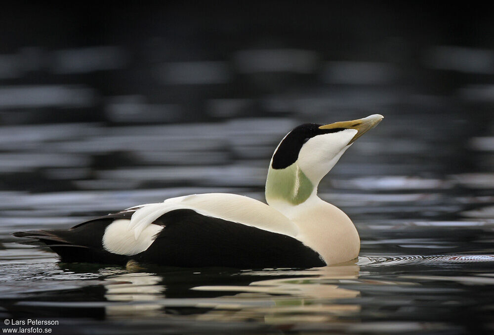 Common Eider