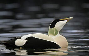 Common Eider