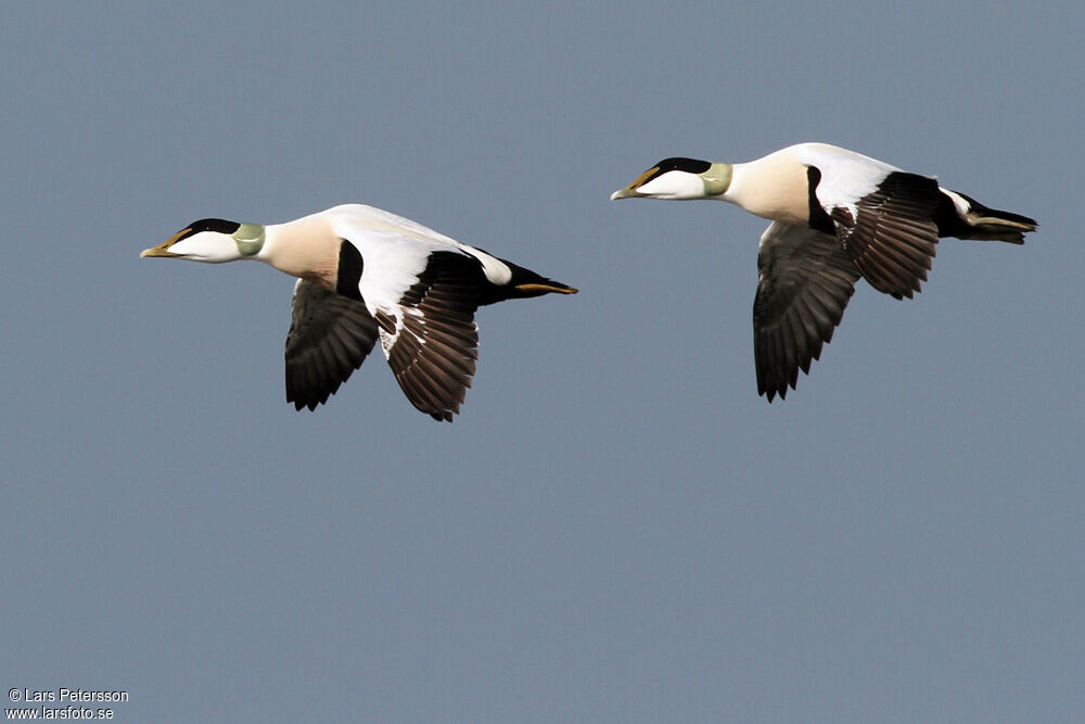 Common Eider