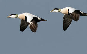 Common Eider