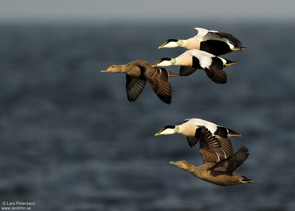 Eider à duvet