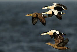 Common Eider