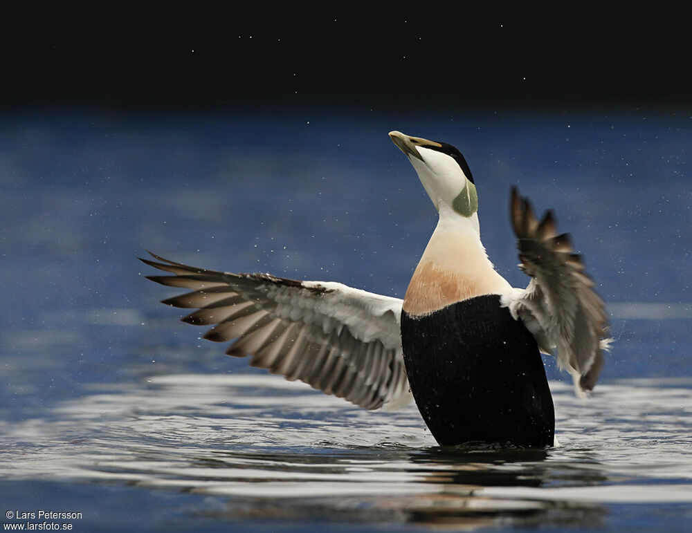 Common Eider