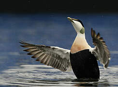 Common Eider