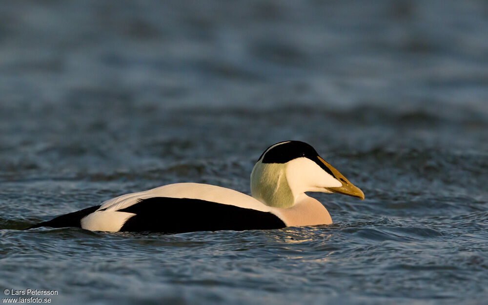 Common Eider