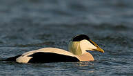 Eider à duvet