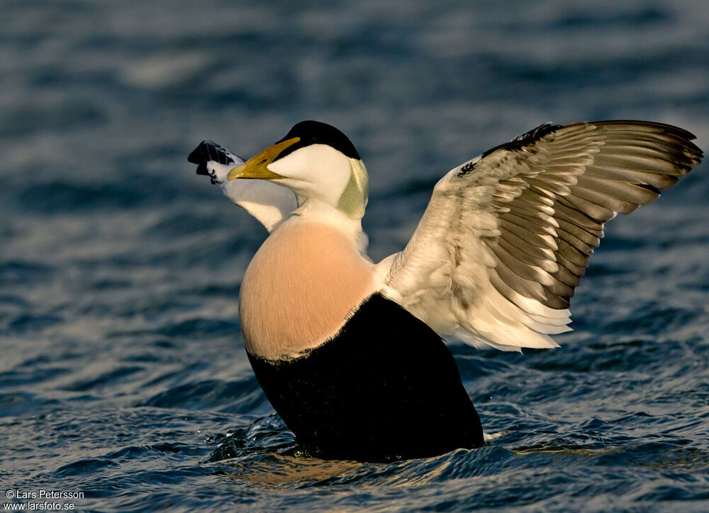 Common Eider