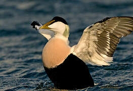 Eider à duvet