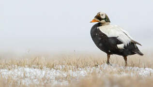 Eider à lunettes