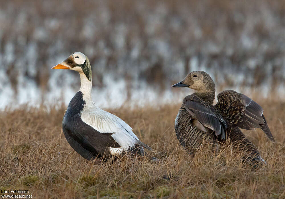 Eider à lunettesadulte nuptial, habitat, pigmentation