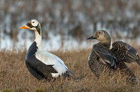 Eider à lunettes