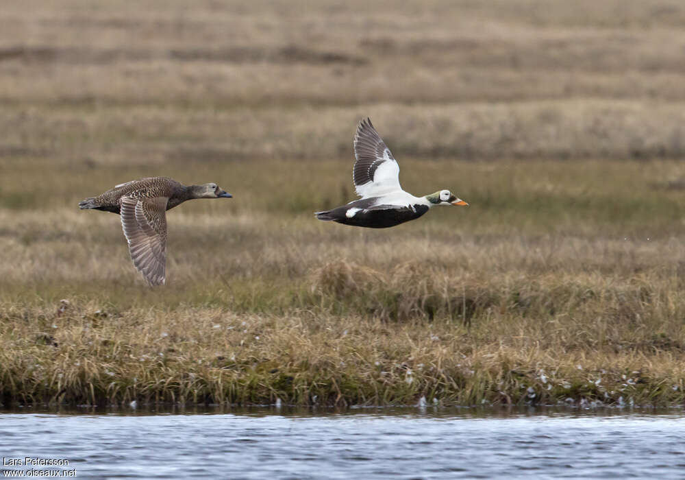 Eider à lunettesadulte nuptial, Vol