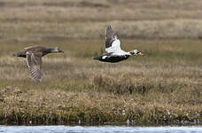 Eider à lunettes