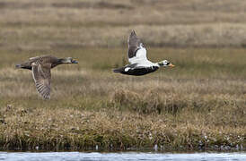 Spectacled Eider