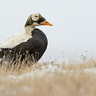 Eider à lunettes