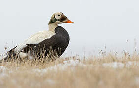 Spectacled Eider