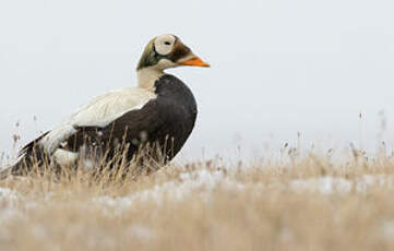 Eider à lunettes