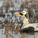 Eider à lunettes