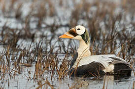 Eider à lunettes