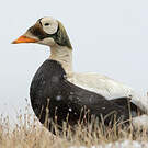 Eider à lunettes