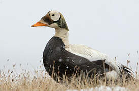 Spectacled Eider