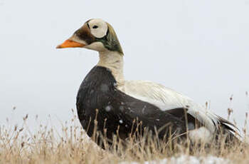 Eider à lunettes