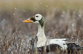 Eider à lunettes