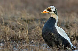 Eider à lunettes