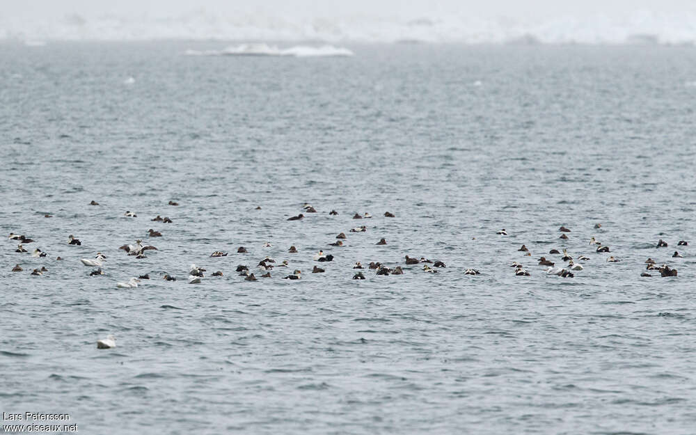 Eider à lunettesadulte, habitat