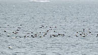 Eider à lunettes