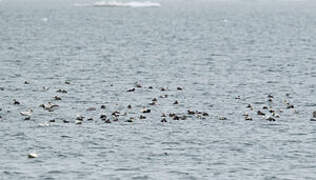 Spectacled Eider