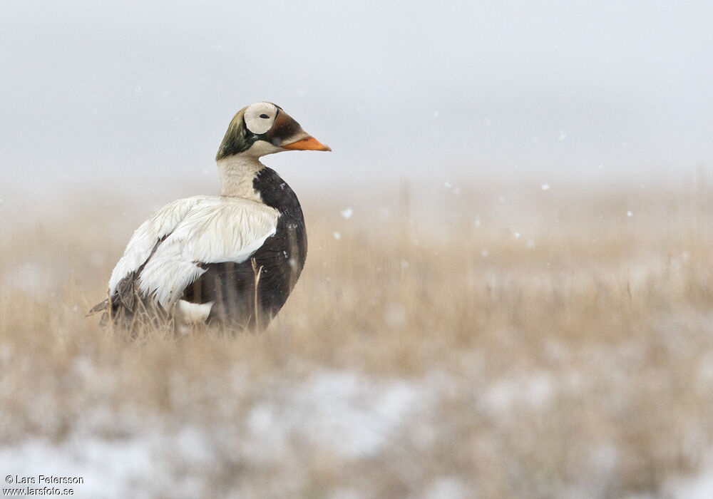 Eider à lunettes mâle adulte