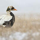 Eider à lunettes