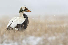 Eider à lunettes