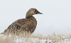 Eider à lunettes