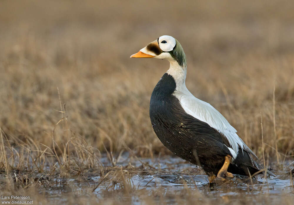 Spectacled Eider male adult breeding, identification