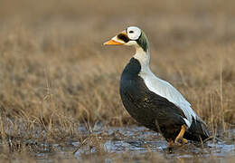 Eider à lunettes