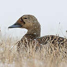 Eider à lunettes